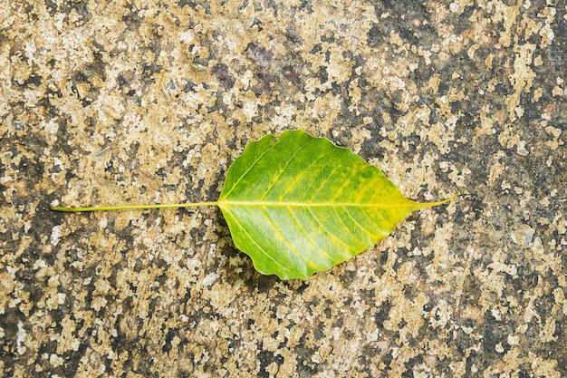 Gelbe Blätter auf Beton hautnah