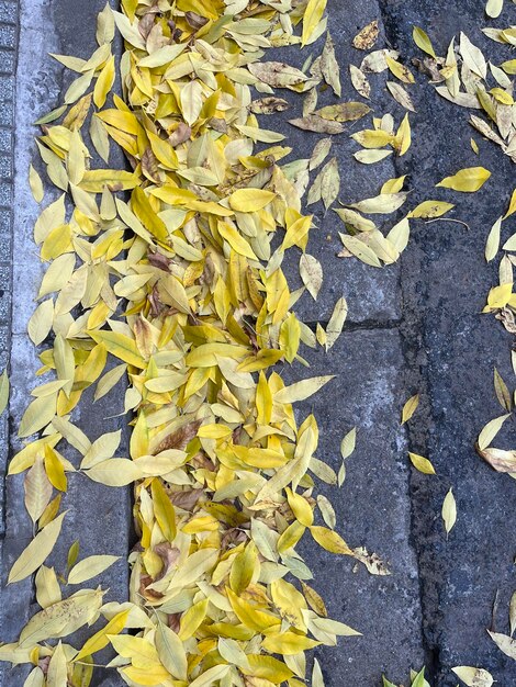 Foto gelbe blätter auf dem bürgersteig herbst