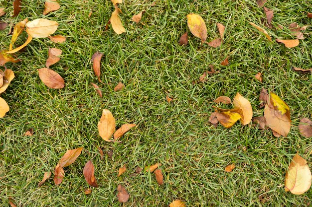 Gelbe Blätter auf dem Gras