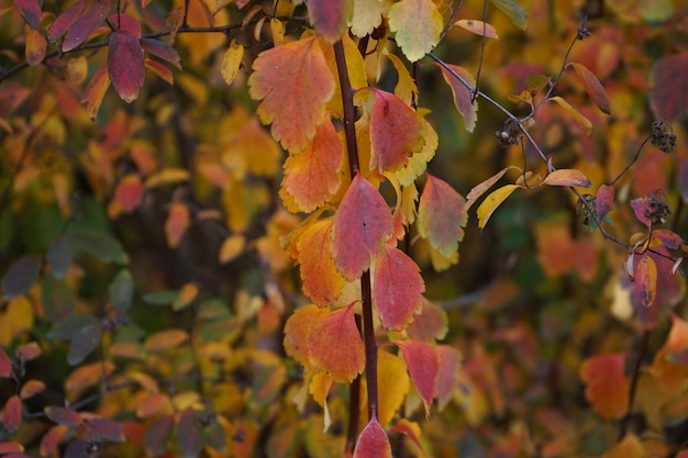 Gelbe Blätter auf einem Ast in der Herbstpark-Nahaufnahme
