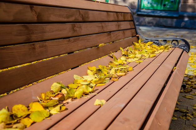 Gelbe Blätter auf einer Bank im Herbst.