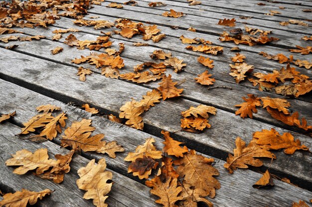 gelbe Blätter auf Holzboden