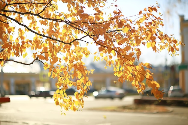 gelbe Blätter Bokeh saisonaler Hintergrund / schöne Herbstblätter gelbe Zweige abstrakter Hintergrund, Blattfallkonzept