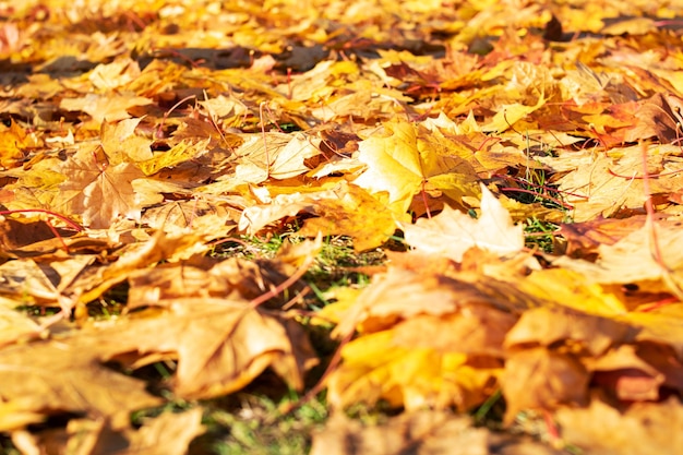 Gelbe Blätter des Herbstes auf der Grundnahaufnahme