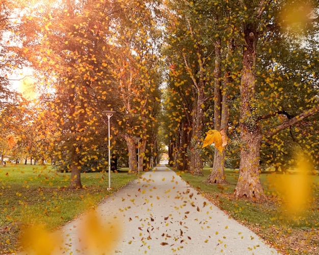Gelbe Blätter des Herbstes und roter Ebereschenbeeren-Baumzweig auf der Natur des vorderen blauen Himmels