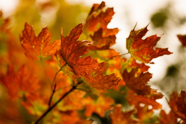 Gelbe Blätter Herbst Closeup Hintergrund