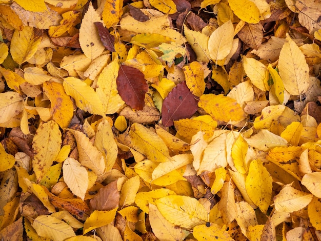 gelbe Blätter im Herbst für den Hintergrund