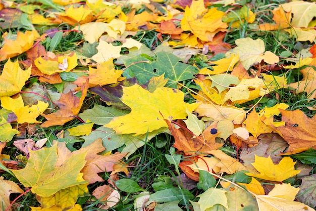 Gelbe Blätter im Herbst liegen auf dem Boden