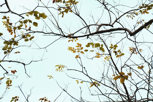 Gelbe Blätter im Herbst