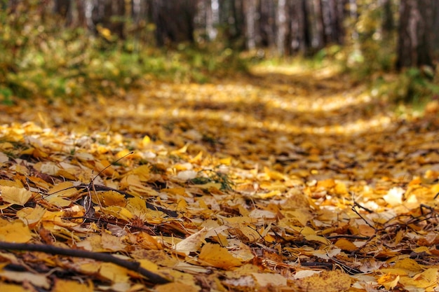 Gelbe Blätter im Herbstwald.