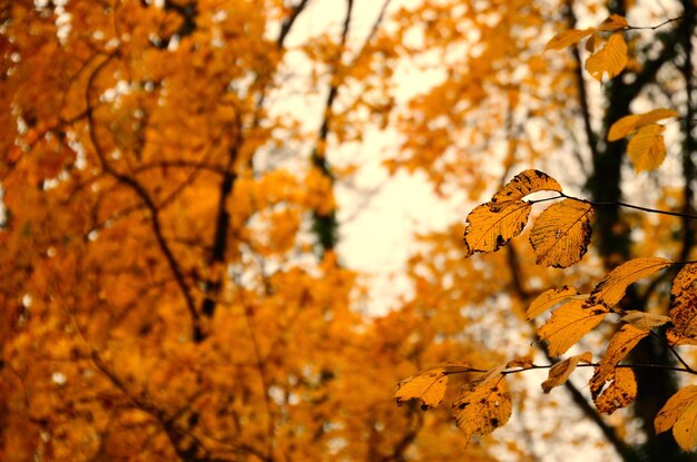 Gelbe Blätter im Herbstwald