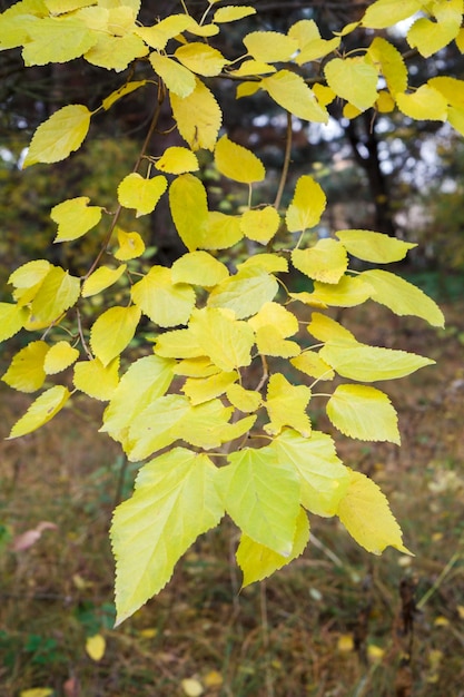 Gelbe Blätter in der Herbstsaison mit Wald im Hintergrund
