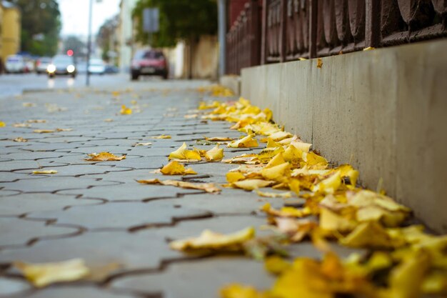 Gelbe Blätter in der Nähe der Straße