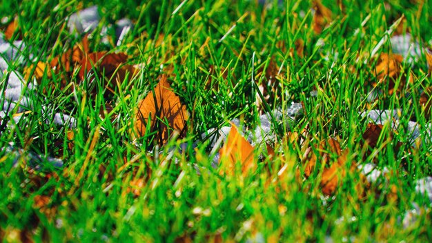 Gelbe Blätter liegen im grünen Gras mit Schnee am sonnigen Tag Hintergrund