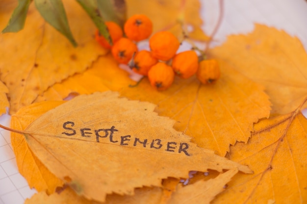 Gelbe Blätter mit Aufschrift September auf einem Blatt, Notizblock