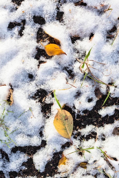 Gelbe Blätter und Schnee auf dem Feld im Herbst