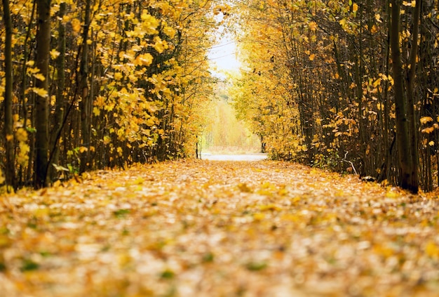 Gelbe Blätter verstreut auf dem Waldweg in die Ferne.