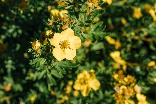 Gelbe blühende Blumen im Frühlingsgarten