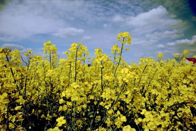 Foto gelbe blühende pflanzen auf dem feld gegen den himmel