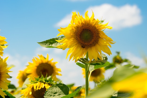 Gelbe blühende Sonnenblumen auf einem Feld