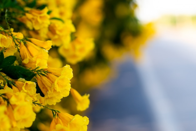 Gelbe Blüte blüht auf dem schönen Unschärfennaturhintergrund der Straße