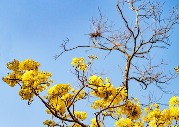 gelbe Blüte Blüte Frühling Sommerzeit vor dem Hintergrund des blauen Himmels schöne Natur