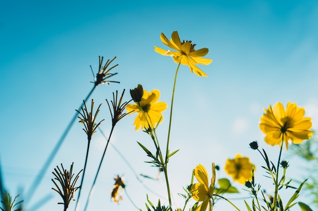 Gelbe Blüten am Morgen Sommer