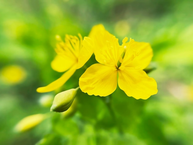 Gelbe Blüten auf einem Hintergrund von Grün