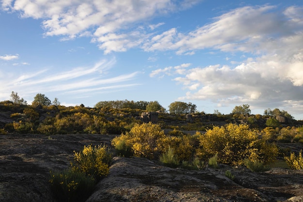 Gelbe Blüten auf wildem Busch, allgemein bekannt als Besen und sein wissenschaftlicher Name ist Cytisus scoparius