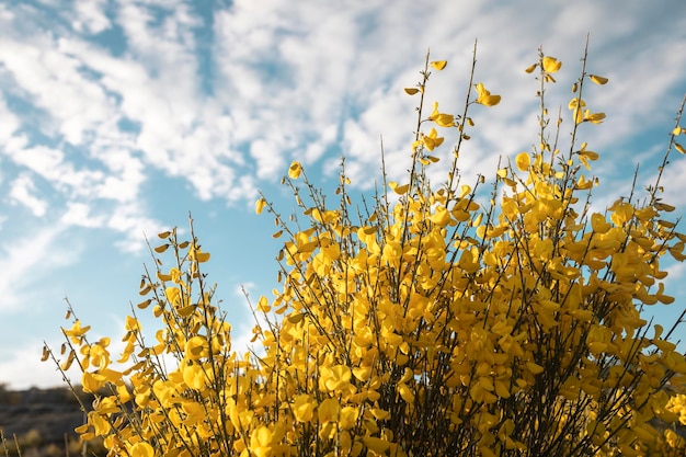 Gelbe Blüten auf wildem Busch, allgemein bekannt als Besen und sein wissenschaftlicher Name ist Cytisus scoparius