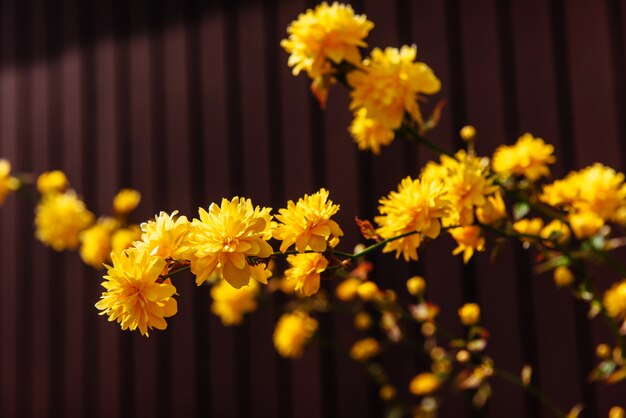 Gelbe Blüten blühen im Frühling.