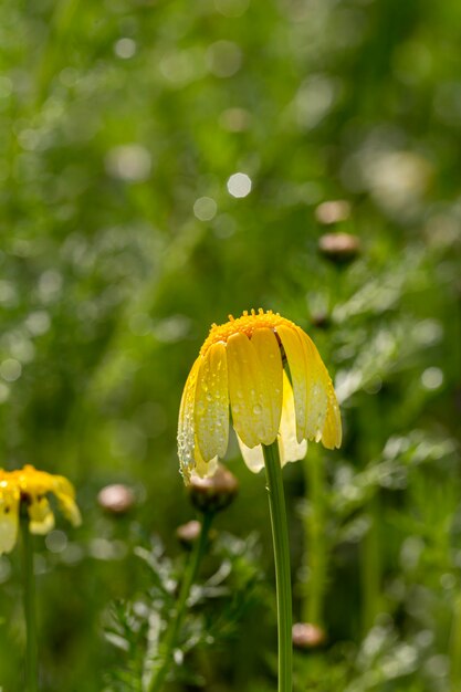 Foto gelbe blüten chrysanthemum coronarium mit taustropfen in naher nähe