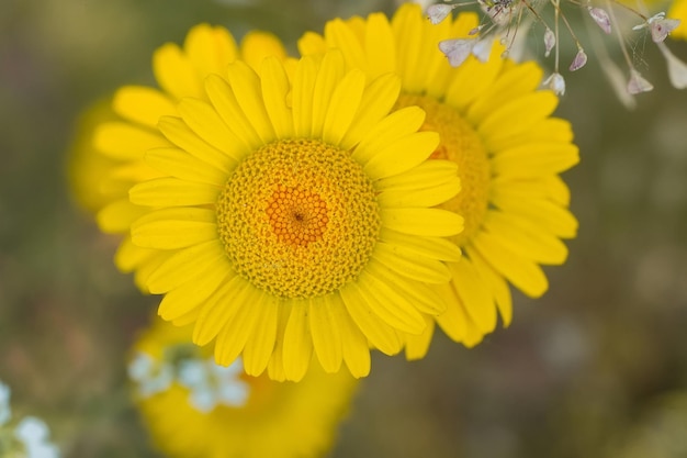 Gelbe Blüten der Färberkamille Anthemis tinctoria