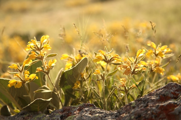 Gelbe Blüten der Königskerzensamtpflanze