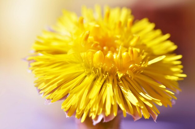 Gelbe Blüten des Huflattichs Tussilago farfaraHeilpflanze