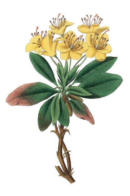 Gelbe Blüten Gummi Benjamin Baum Png Vintage Skizze