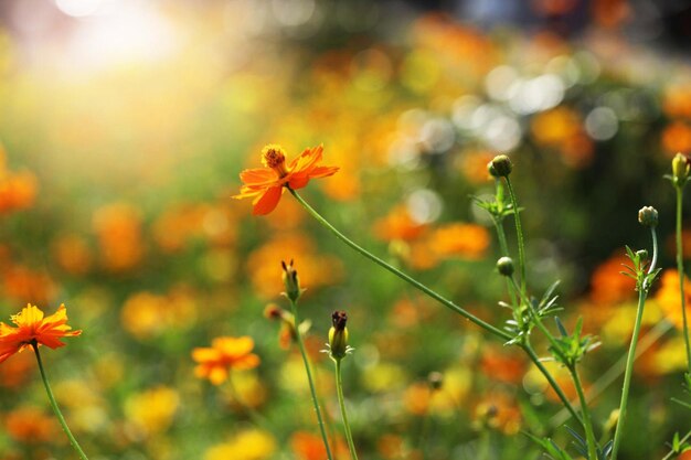 Gelbe Blüten im Sonnenlicht