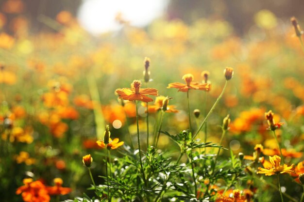 Gelbe Blüten im Sonnenlicht