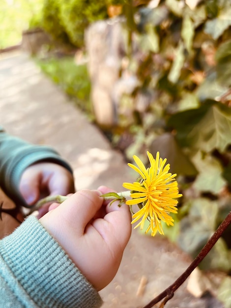 Gelbe Blüten Löwenzahn in Kinderhänden Frühling Selektiver Fokus