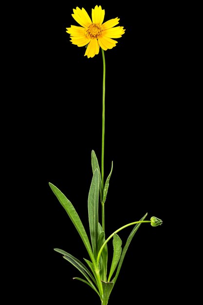 Gelbe Blüten von Coreopsis Coreopsis lanceolata isoliert auf schwarzem Hintergrund