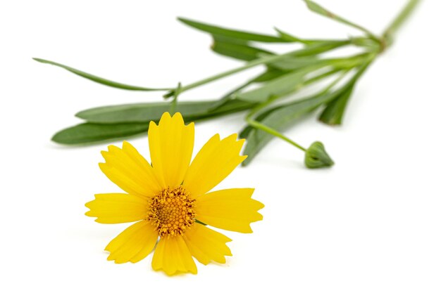 Gelbe Blüten von Coreopsis Coreopsis lanceolata isoliert auf weißem Hintergrund