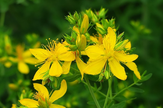 Gelbe Blüten von Johanniskraut wachsen im Konzept der Gartenheilpflanzen