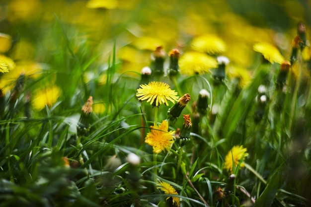 Gelbe Blüten von Löwenzahn in grünen Hintergründen Frühlings- und Sommerhintergrund