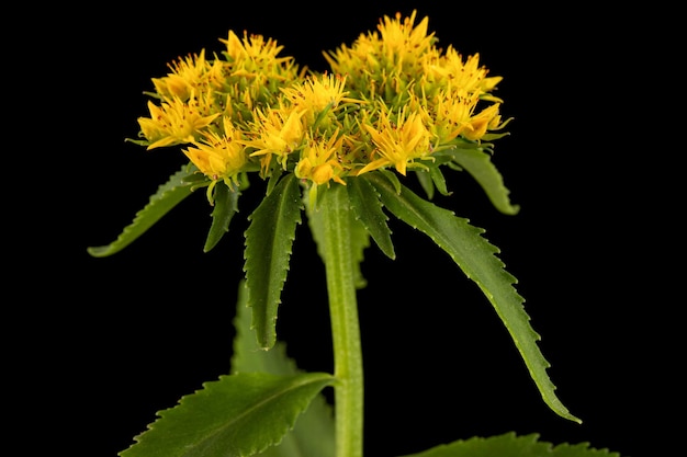 Gelbe Blüten von Rhodiola rosea isoliert auf schwarzem Hintergrund