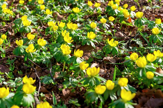 Gelbe Blüten von Winterakonit (Eranthis hyemalis), früheste Blüten im Winter