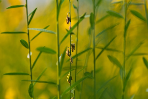 gelbe Blume abstrakten Hintergrund