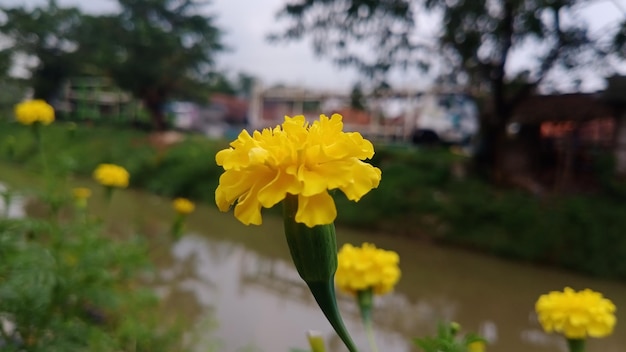 Gelbe Blume am Fluss