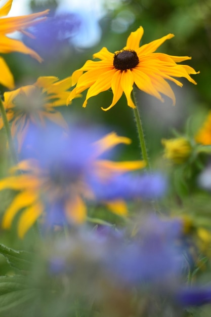 Gelbe Blume, auch Sonnenwurz, Topinambur oder Erdapfel im Garten genannt