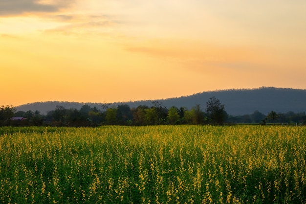 Gelbe Blume auf dem Berg mit Sonnenlicht