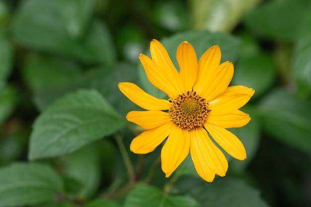 Foto gelbe blume auf dem blatthintergrund